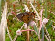 Cuivré de la bistorte